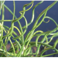 Corkscrew Rush (Juncus effusus spiralis) - 9cm