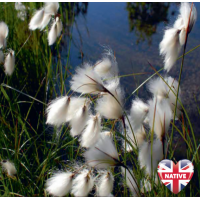 Cotton Grass (Eriophorum angustifolium) - 9cm