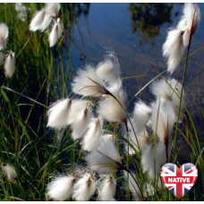 Cotton Grass (Eriophorum angustifolium) - 9cm