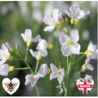 Cuckoo Flower (Cardamine pratensis) - 9cm