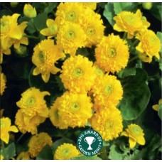Caltha palustris plena - 1L