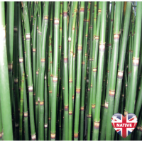 Dutch Rush (Equisetum Hymale) - 9cm