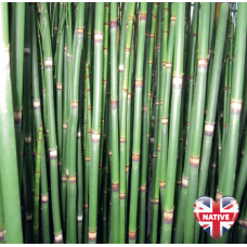 Dutch Rush (Equisetum Hymale) - 9cm