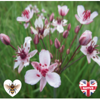 Flowering Rush (Butomus umbellatus) - 9cm