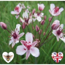 Butomus umbellatus - 9cm