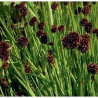 Flying Hedgehogs (Juncus ensifolius) - 9cm