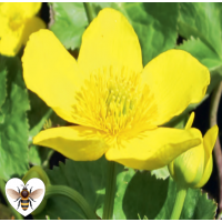 Giant King Cup Marigold (Caltha palustris polypetala) - 1L