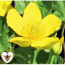 Caltha palustris polypetala - 1L