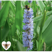 Giant Pickerel Weed (Pontederia cordata lanceolata) - 1L