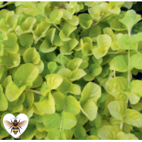 Golden Creeping Jenny (Lysimachia nummularia Aurea) - 9cm