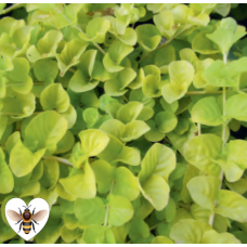 Golden Creeping Jenny (Lysimachia nummularia Aurea) - 9cm