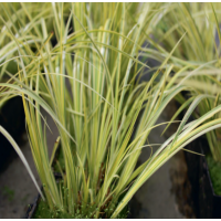 Golden Variegated Slender Sweet Flag (Acorus gramineus 'Ogon') - 9cm