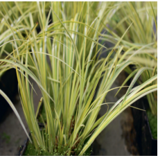 Golden Variegated Slender Sweet Flag (Acorus gramineus 'Ogon') - 9cm