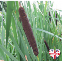 Greater Reedmace (Typha latifolia) - 9cm