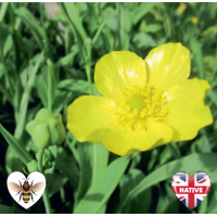 Greater Spearwort (Ranunculus lingua grandiflorus) - 9cm