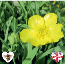 Greater Spearwort (Ranunculus lingua grandiflorus) - 9cm