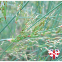 Hard Rush (Juncus Inflexus) - 9cm