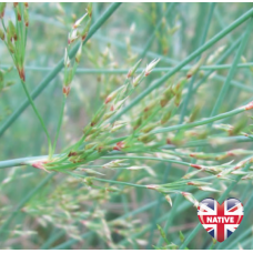 Hard Rush (Juncus Inflexus) - 9cm