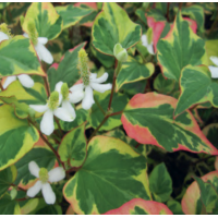 Chameleon Plant (Houttuynia cordata) - 9cm