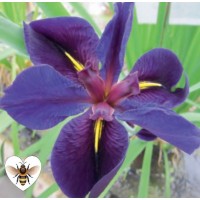 Iris - Black Gamecock (Iris louisiana 'Black Gamecock') - 1L