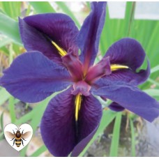 Iris louisiana 'Black Gamecock' - 1L