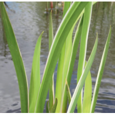 Acorus calamus variegatus - 9cm
