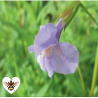 Lavender Musk (Mimulus ringens) - 9cm