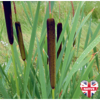 Lesser Reedmace (Typha angustifolia) - 9cm