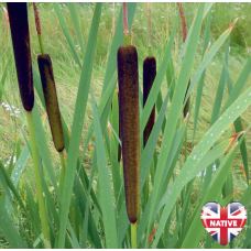 Lesser Reedmace (Typha angustifolia) - 9cm