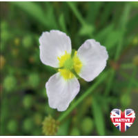 Lesser Water Plantain (Baldellia ranunculoides) - 9cm