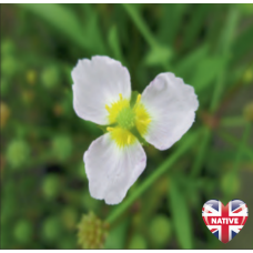 Baldellia ranunculoides - 9cm