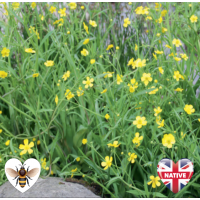 Lesser Spearwort (Ranunculus flammula) - 9cm