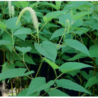 Lizard's Tail (Saururus cernuus) - 9cm 