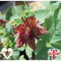 Marsh Cinquefoil (Potentilla palustris) - 9cm