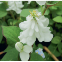 Orange Peel Plant (Houttuynia cordata 'Plena') - 9cm