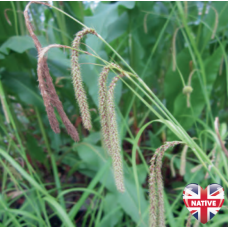 Pendulous Sedge (Carex pendula) - 9cm