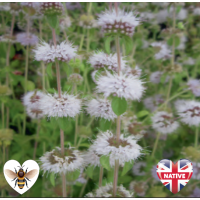 Pennyroyal (Mentha pulegium) - 9cm