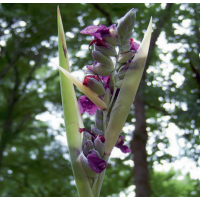 Powdery Alligator Flag (Thalia dealbata) - 1L