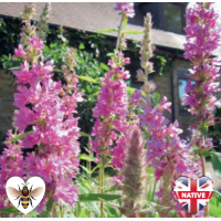 Purple Loosestrife (Lythrum salicaria) - 9cm