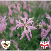 Ragged Robin (Lychnis flos-cuculi) - 9cm