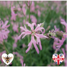 Ragged Robin (Lychnis flos-cuculi) - 9cm