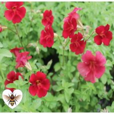 Red Emperor (Mimulus Cupreus) - 9cm