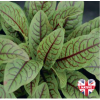 Red Veined Sorrel (Rumex sanguineus) - 9cm