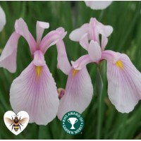 Iris - Rose Queen (Iris ensata 'Rose Queen') - 1L