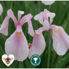 Iris ensata 'Rose Queen' - 1L
