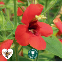 Scarlet Monkey Flower (Mimulus cardinalis) - 9cm