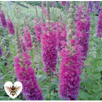 Small Purple Loosestrife (Lythrum salicaria Robert) - 9cm