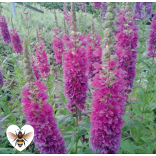 Small Purple Loosestrife (Lythrum salicaria Robert) - 9cm