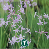 Society Garlic (Tulbaghia violacea) - 9cm