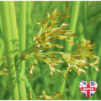 Soft Rush (Juncus effusus) - 9cm